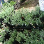 mfm_herbs